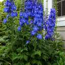 10 x 70+ Seeds Delphinium - Flower Blue
