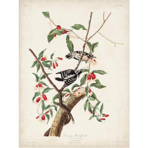 Trademark Fine Art 'Downy Woodpecker' Canvas Art by John James Audubon 18x24