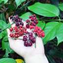 100 pcs Tiny Artificial Roses Mixed Burgundy Five Color Mulberry Paper Flower 15-18 mm Flower Wedding Scrapbooking (Burgundy)