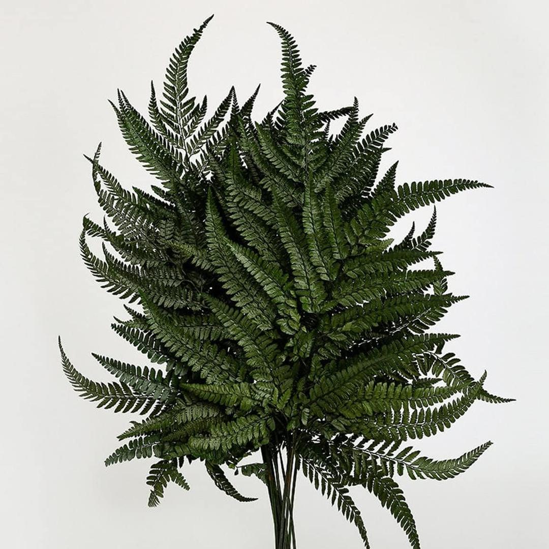 Preserved Real Ferns Dried Tips Stems Wedding Garlands Home Decorations Bouquets Flower Arrangements Wall Hanging (Dark Green)