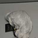 White Short Mens Wig with bangs Layered Synthetic Hair Daily Wigs for Male Use