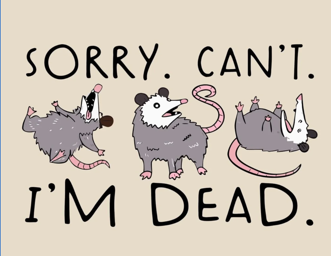 Funny Possum Storage Bins