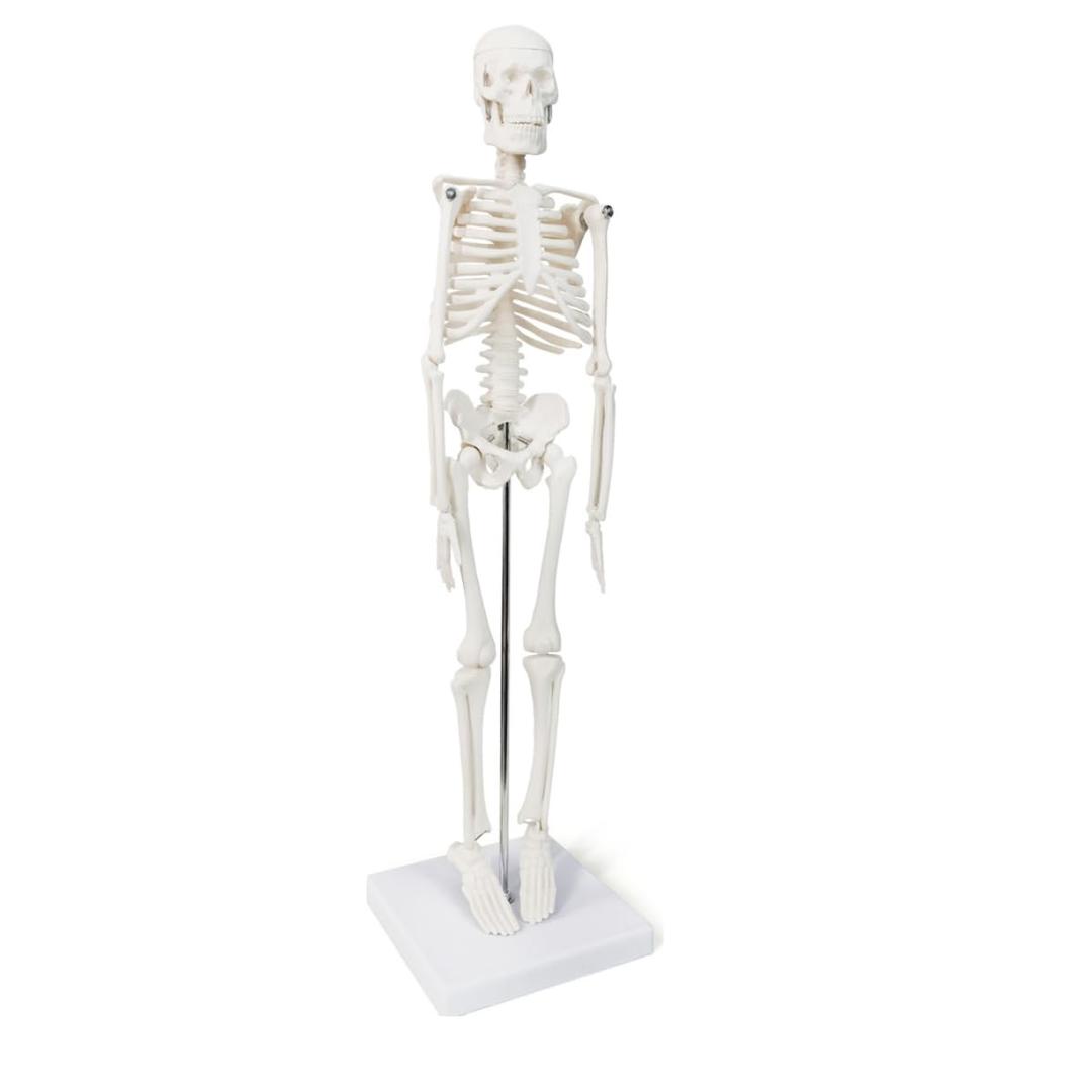 Human Skeleton Model, Anatomy A 17-Inch Miniature Human Skeleton Model with Movable Arms and Legs, A Scientific Model to Study The Basic Details of The Human Skeletal System