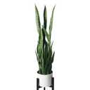 flybold Artificial Fake Snake Plants - Faux Indoor Plant - Modern Decor Artificial House Plants - Large Faux Sansevieria Plant with 28 Tall Leaves - Includes White Pot and Tripod - Green - 36in