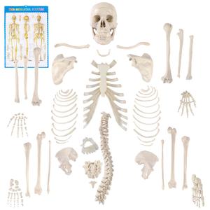 Houseables Disarticulated Human Skeleton, Human Skeleton Model for Anatomy, Anatomy Model, Anatomically Correct, Physiology Bones, Skeletal System, Full Life Size, Anatomical, Study, Class, 62 Height