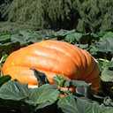 2 x Atlantic Giant Pumpkin Seeds for Planting, 15+ Heirloom Seeds Per Packet, (Isla's Garden Seeds), Non GMO Seeds, Botanical Name: Cucurbita Maxima, Great Home Garden Gift