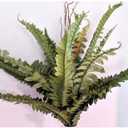 Boston Fern Silk Arrangements Artificial Flowers