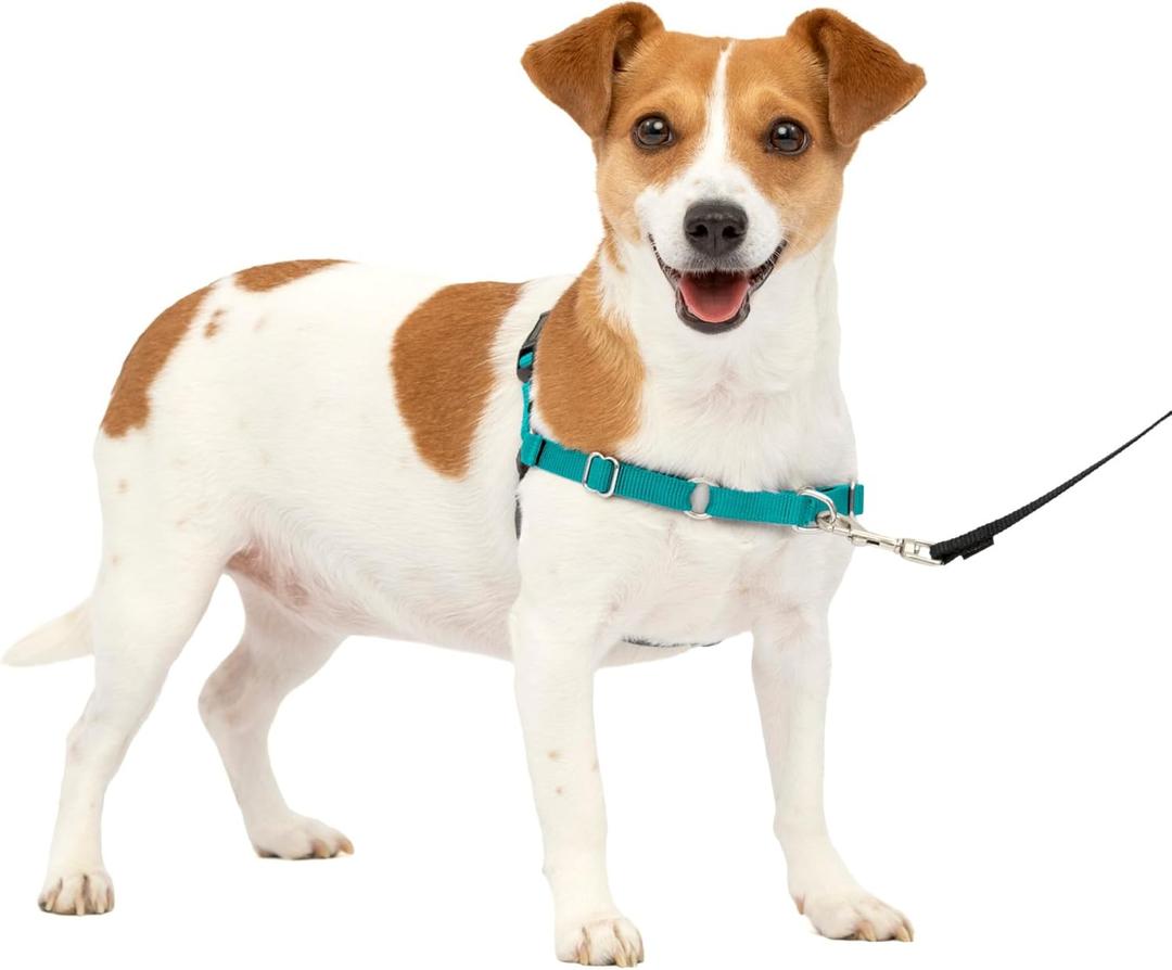 PetSafe Easy Walk Harness for Dogs - Pull-Free Walks - Patented Martingale Loop Design - Front Chest Leash Attachment - Comfort Straps - Breathable Harness Design - Small, Teal/Gray