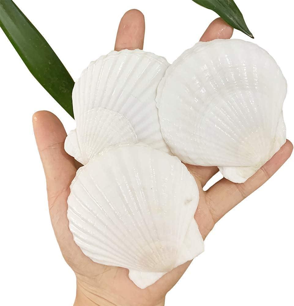 30 PCS Scallop Shells 2-3 Inch Natural White Sea Shells from Sea Beach for DIY Craft Home Décor (6-8 cm) (Large)