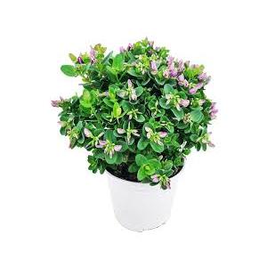 Artificial 9" Boxwood Plant Green 