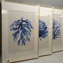 Framed Coastal Coral Watercolor Wall Art for Living Room, Large 3 Piece Navy Blue Coral Artwork for Walls, Minimalist Ocean Beach Marine Plants Pictures Prints for Bedroom Hallway Wall Decor, 20x30 In, 20" W x 30" H x 3Pcs
