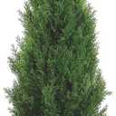 Silk Dcor Cedar Topairy in Plastic Pot, 72-Inch, Green