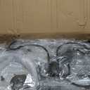 Bird Feeding Station Kit Bird Feeder Pole Wild Bird Feeder Kit with Squirrel Baffle and Suet Cage Mesh Tray Fruit Hook Double W Hook for Attracting Wild Birds