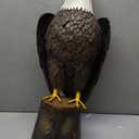chisheen Bald Eagle Outdoor Metal Yard Art Statue and Sculpture for Garden Lawn Patio Living Room Decoration, 8.66"L x 7.87"W x 20.86"H