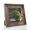 Air Plant Holder Tillandsia Ionantha Display Frame - Waterproof Wall Hanger Air Succulent Hanging Decor for Indoor House Plants, Creative Gift for Plant Parents