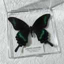 8pcs Handcrafted Framed Real Butterfly Artwork: Stunning Decor and Gift for Home, Office, Birthday, Gallery, Classroom, Science Fair and More