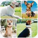 Kazazoo Reflective Dog Collar with Soft Padding Dog Collar for Medium & Small Dogs, No Pull, Heavy Duty, Adjustable Nylon Collar with Quick-Release Buckle, Walking Training-Orange-XS