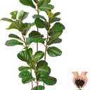 Warmplants Artificial Fiddle Leaf Fig Tree 6ft Tall with White Planter | Faux Green Plant, Faux Ficus Lyrata Trees for Indoor Home Office Living Room Decor