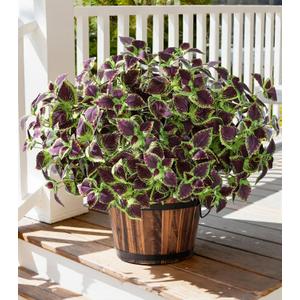 florisso Artificial Greenery Plants Outdoor, 5 Pcs Faux Coleus Plants UV Resistant Silk Plants with Stems, Fake Plants for Outside Garden Patio Hanging Planter Pathway Front Porch Decoration(Brown)