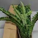 Dkaltm Single Silky Artificial Boston Fern Bush, 49Inch Large Artificial Ferns for Outdoors, Large Faux Ferns Artificial Plants,Suitable for Decorating Office, Living Room Faux Greenery,95Branches