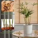 Iron Plant Stem Support, 4Pcs Reusable Sturdy Plant Supports for Indoor Plants Lightweight Plants Accessories Indoor for Bamboo Multi-Stemmed Flowers Thriving Growth