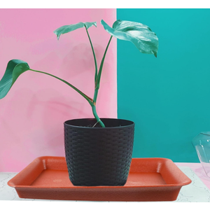 BESPORTBLE 6pcs Rectangle-Shaped Plant Trays for Gardening Flower Pot Saucers for Bonsai and Plants Brick (Brown)