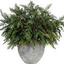 SPWOLFRT 5Pcs 21.6" Faux Cedar Stems, Artificial Christmas Greenery Picks Realistic Fake Pine Branches for Vase, Wreath, Garland, DIY Crafts, Feative Holiday Indoor/Outdoor Home Decor (5, Red Berry)