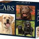 Labs 2025 6.2" x 5.4" Box Calendar