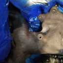 282312G410 Turbocharger Fit for Kia Optima 2.0l 2011-2015, Fits for Kia Sportage 2.0l 2011-2016 Fits for Hyundai Sonata 2.0l 2011-2014 Replace 28231-2G410 28231-2G420