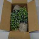 2 Pack Fake Plants Ceramic Mini Artificial Greenery Potted Plants for Home Decor Office Decor Room Decor Farmhouse Decor Indoor Table Bathroom Decor