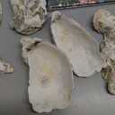 15Pcs Oyster Shells for Crafts, 4-5 Inch Natural Oyster Shells Bulk, Large Sea Shell for Crafting and DIY Painting, Beach Themes and Wedding Decor, Home Vase Fillers, and Xmas Ornaments