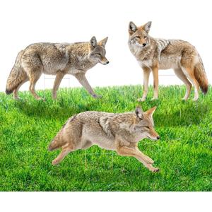 3 Pack 27x 25 Inch Coyote Decoy for Geese, Lifelike Predator with Metal Stakes, Fake Predator Hunting Decoy 2D Silhouette Coyote Devices for Yard Garden