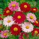 8 x 1000+ Pyrethrum Tanacetum Chrysanthemum Seeds - Pyrethrum Tanacetum Coccineum - Perennial Flower (EXP 03/01/27)