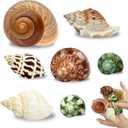 7PCS Medium Large Hermit Crab Shells | Natural Sea Conch Size 2"-2.8" | Mixed Turbo Seashells Set for Small to Medium Hermit Crab Supplies, Saltwater Crab Habitat and Beach Decor Sea Shells