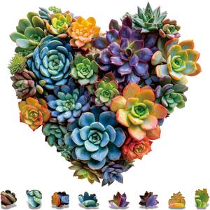 Mys Aurora Jigsaw Puzzles,FSC Certified, 200 Pieces Heart Succulent Wooden Puzzles for Adults, Unique Shaped Plant Puzzles,Brain Teaser Family Flower Puzzle Game Medium 11.7'' x 11.2'' (Duorou)