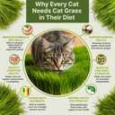 Organo Republic Cat Grass Seeds Mix - 20,800 Non-GMO Heirloom Seeds for Cats & Pets, 16 oz Pack for Growing Fresh Barley, Oat, Rye & Wheat Grass Seeds for Planting, Indoor Plants, Hairball Remedy
