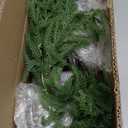 2FT Artificial Norfolk Pine Christmas Tree  Tabletop Faux Tree Unlit/Prelit with 50 LED Lights & 8-Function Battery Box, Pre-Assembled Holiday Decor for Home or Office (Prelit-2FT-2Pack)