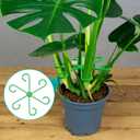 8PCS Plant Stem Supports for Indoor Plants, 4 Sizes Climbing Houseplant Stem Holders, Green Plastic Reusable Flower Trellis Stem Stabilizer, Plant Accessories for Flower Indoor Outdoor Garden