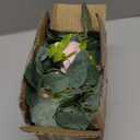 TELDRASSIL 4Pcs(26 FT) Artificial Rose Vine Fake Flower Garland Fake Silk Rose Hanging Vine for Wedding Party Background Arch Garden Background Decoration (Pink)