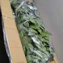 2Packs 6FT Artificial Ficus Trees with Realistic Leaves and Natural Trunk, Faux Ficus Tree with Sturdy Plastic Nursery Pot, Fake Ficus Tree for Office Home Farmhouse for Indoor Outdoor Decor