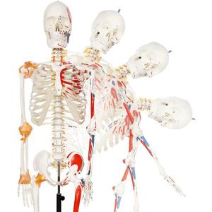 NEW HORIZON Human Medical Anatomical Life Size Skeleton Model,with Spinal Nerves,Muscle Insertion,Origin Points,Joint Ligaments, bent Spine,Includes Rolling Stand