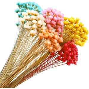 300 Stems Dried Flowers Brazilian Small Star Daisy Decorative Flowers Colorful Natural Dry Bouquet Mini Daisy Chamomile for DIY Home Wedding Floral Arrangements