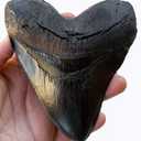 Prehistoric Planet Store 5.5 Inch Megalodon (Carcharodon megalodon) tooth, Black with Serrations (Replica) #126
