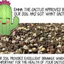 Cactus Soil Potting Mix with Mycorrhizal Fungi - 4 Quarts of Soil for Succulents and Cactus - High Drainage, Slightly Acidic, Soil for Healthy and Happy Indoor Plants