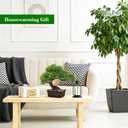 Der Rose 2Pcs Small Fake Plants Artificial Bonsai Tree Set Ficus and Cedar for Office Desk Shelf Room Home Zen Decor Indoor