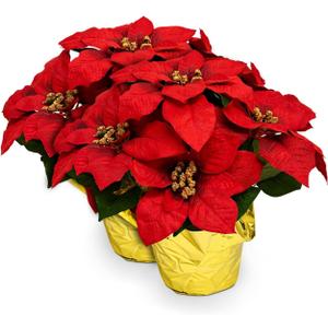 Creative Displays Large Premier Silk Poinsettia Plant Christmas Decorations, Amazingly Lifelike & Realistic, 17" x 15" (2 Pack) (Red)