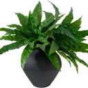 ucky Artificial Greenery Stems Dracaena Branches for Vase Faux Greenery Fake Plants Artificial Dracaena Leaves for Outdoor Home Garden Porch Decor (2PCS Bird's Nest Fern, 20 Leaves)