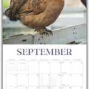 Backyard Chickens 2026 Calendar, 2026 Wall Calendar, Monthly Planner, Planner 2026-2027, Marble City Press, 12 x 24, Sustainable, Plastic Free, Printed on Thick Art Paper