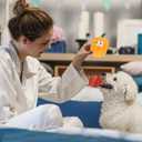 POPETPOP 2 Pcs Pumpkin Squeaky Latex Dog Toys 4.7 Inch Realistic Voice Toy Pumpkins for Puppy Teething and Interactive Pet Play