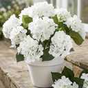 8 Pcs Hydrangea Artificial Flowers Outdoor Silk Bouquets, UV Resistant Faux Hydrangeas Flowers for Table Vase Centerpieces Outside Party Wedding Baby Shower Home Indoor Outdoor Decor (8, White)